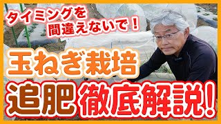 Top-fertilizing method and timing for winter onion cultivation taught by a Japanese farmer !