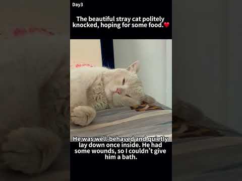 beautiful stray cat politely knocked for food, earning trust, and finally became part of the family.