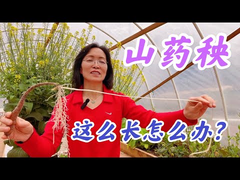 长秧山药苗如何打理？#山药种植系列