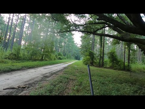 SC Deer Dog Drives 8/17/24: We’re back running dogs!