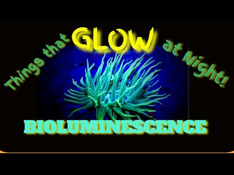 Bioluminescence! Scuba night diving with fluoro lighting.