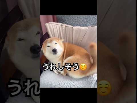 会いに行ったら大興奮‼️帰りはこの表情😂　#柴犬　#犬　#かわいい犬 #犬のいる暮らし #癒し