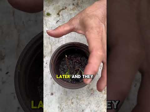 How to propagate lá giang (I think these are called river leaves) commonly used in Viet cooking!