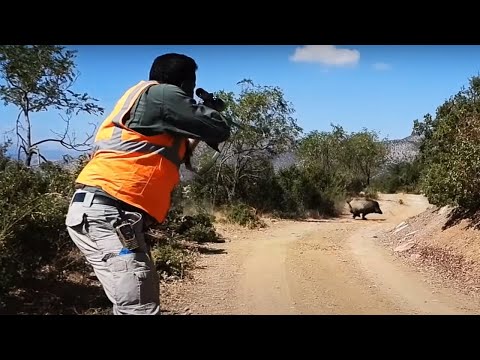 EXTREME WILD BOAR HUNTS - ISPARTA DOMUZ AVLARI