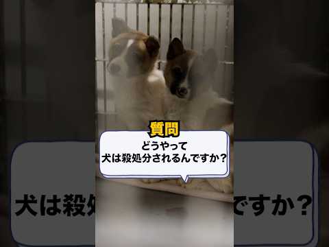 【質問】どんな方法で犬は殺処分される？