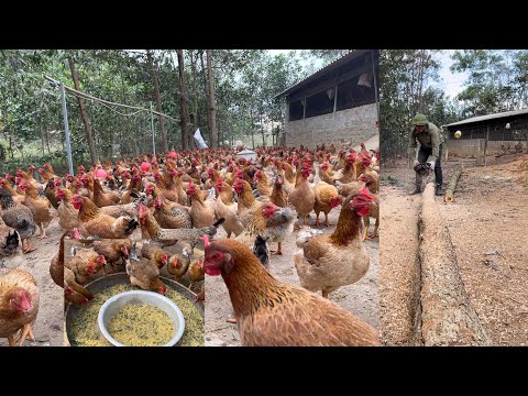 CHICKEN FARM - How to make a wooden chicken feeder - Mix chicken food - Cut the chicken's beak.