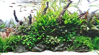 Evolution Aqua Aquascaper 600 Nature Aquarium