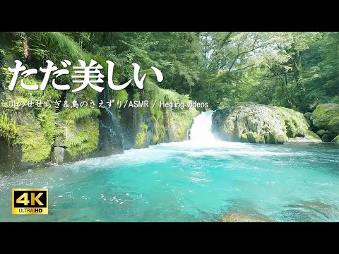 ただ美しい『菊池渓谷』 （BGM:森に響く鳥のさえずり 川の音）自律神経を整える リラクゼーションにご活用ください【自然音,ASMR,4K,relaxing  nature sounds】