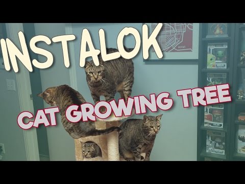 Behind The Scenes: "Cat Growing Tree"