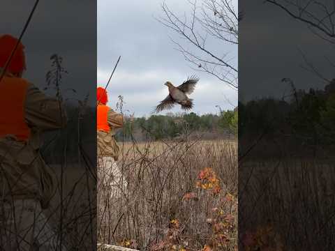 Genius quail escapes hunters by perfectly timing flush #survival