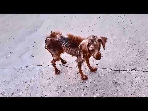 A skeletal stray dog, barely standing, ready to collapse at any moment - none believed he'd survive.