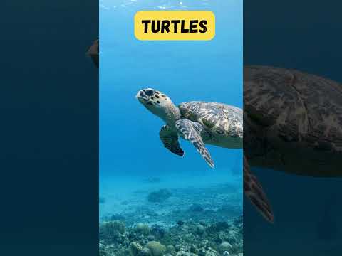 ABC Sea Creatures Song 🌊 | Short & Fun Learning for Kids | UZR Learning | #shorts #abcd #kids