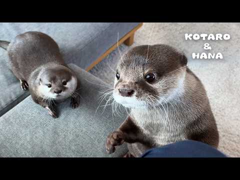 Otters’ Sad Farewell to Owner Turns to Happy Reunion a Week Later