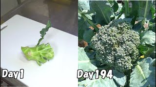 How to regrow broccoli from stem