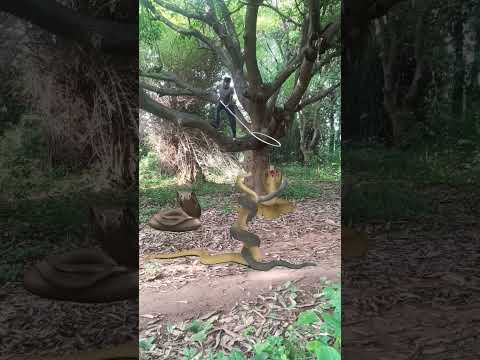 Chatching snake 🐍🐍🐍#reel #reels #trending #viral #viralreels #video #tiger #wildlife #reelsvideo