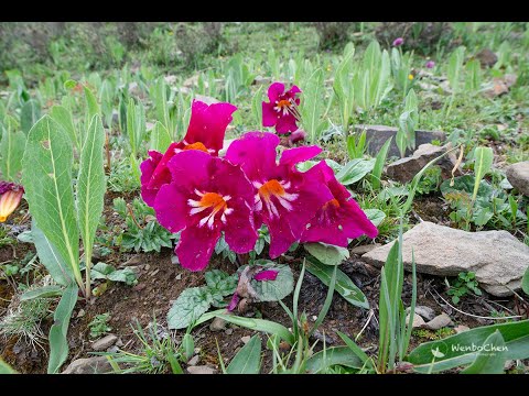 Incarvillea mairei 鸡肉参