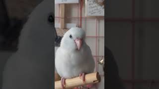 太平洋鸚鵡打瞌睡 |うとうとするマメルリハインコ | Pacific parrotlet is falling asleep