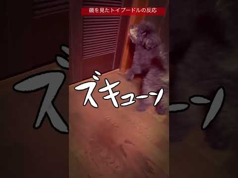 鏡に映った自分の姿にキュン❤️としてるトイプードルの姿が可愛い😍#トイプードル #愛犬 #50代