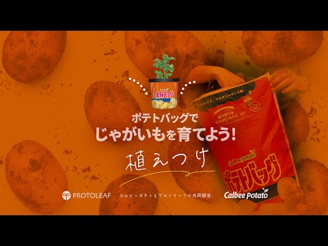 【ポテトバッグ】じゃがいも栽培編① 〜植えつけ〜