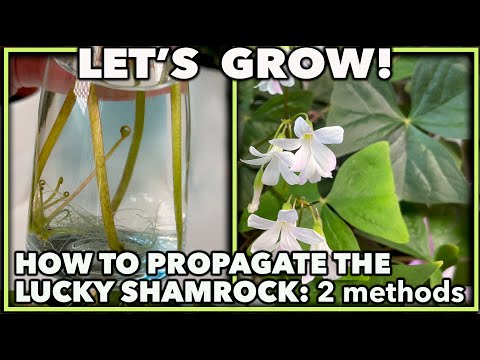 PROPAGATING LUCKY SHAMROCK