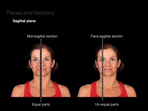 Introduction to Anatomy