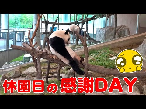 🐼貴重な休園日！ファン感謝DAY✨静寂の中で見せる楓浜・結浜の素顔🥺