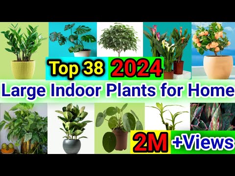 Top 38 Large Indoor Plants for Home | Indoor Large & Tall Houseplants | Oxygen Plants For Home