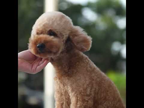 Unleash the Fabulous: Gender-Neutral Pet Shampoo for Your Pawsitively Glamorous Fur Baby!