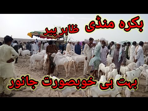 Bakra Mandi \\ Zahir peer Bakra Mandi//Beautiful Goats/rajanpuri bakre/13/7/2023#shorts #beautiful