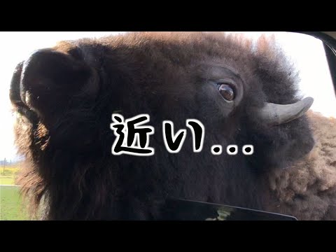 アメリカのサファリパーク動物が近過ぎた💦 Safari park in the US - Close Contact (#151)