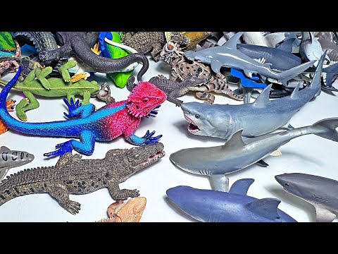 Sharks VS Crocodiles & Lizards! Great White Shark, Alligator, Komodo Dragon, Hammerhead Shark, Mako