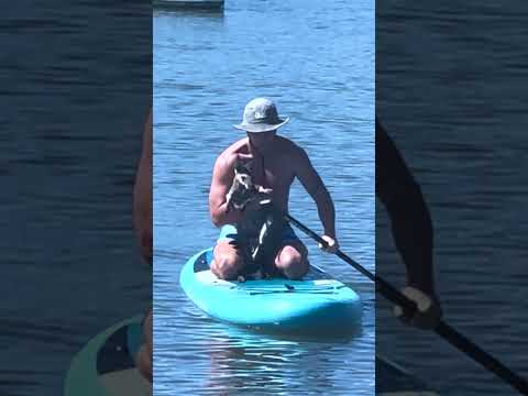 Drowning Wallaby Rescue On Paddle Board