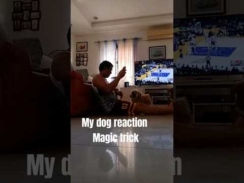 MY DOG REACT TO MAGIC TRICK | #shorts