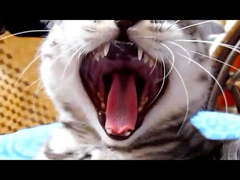 What's roar is the best? Funny Cats or Cute Kittens