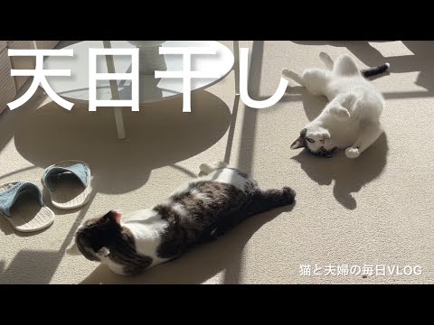 猫と夫婦の毎日VLOG#452 日向ぼっこ