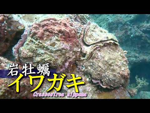 【 イワガキ 】海のミルク 天然イワガキ　Crossostrea nippona