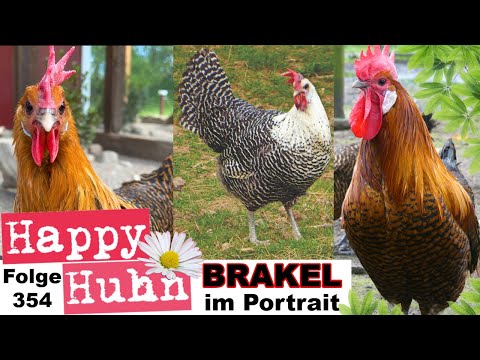 Wunderschöne Sprenkelhühner: Brakel im Rasseportrait mit Goldbrakel + Silberbrakel HAPPY HUHN E354