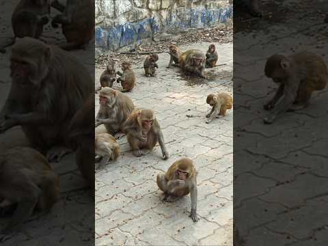 #365 ये 🚩अजनबी नहीं है साब हजारों मुलाकात की है इनके साथ #monkeyfeeding #monkeyvideo #youtube #short