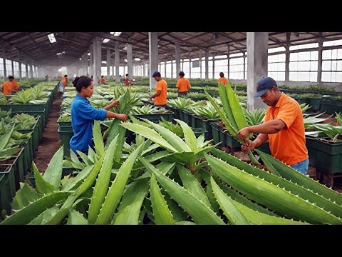 Inside the World’s Largest Aloe Vera Factory: How Aloe Vera Gel is Made!