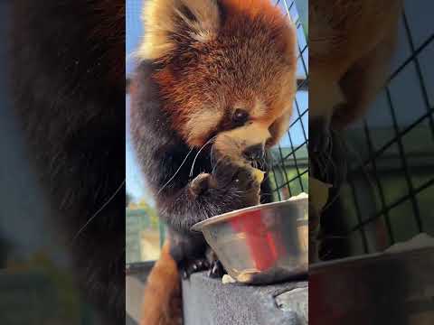 It's been a long time since I saw Lulu eating rice with her hands. Lulu the red panda