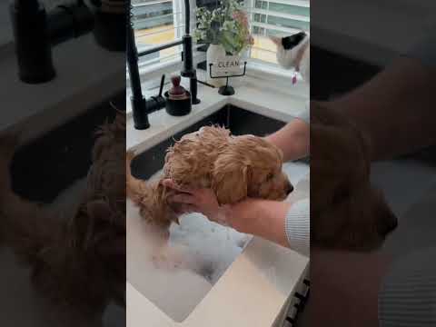 Giving my puppy her first bath #puppy #puppylife #firstbath #newpuppy #newpuppies