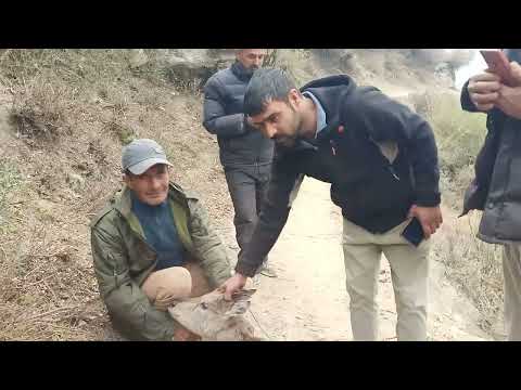 #Horipull se mila Injured Wild Animal, Himalayan Goat ( Piggadh)Wildlife employees ne Rescue kia..