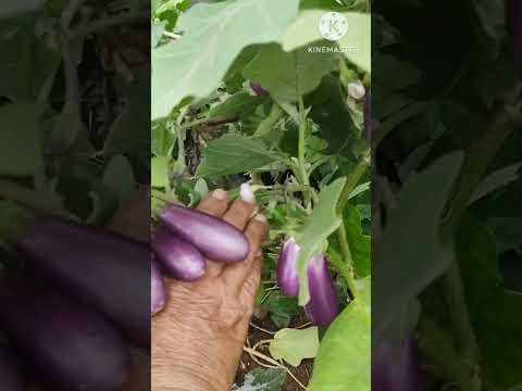 Today's Harvest from my terrace garden