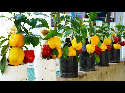 Discover The Method Of Growing Bell Peppers In Plastic Bottles For Lots Of Fruit