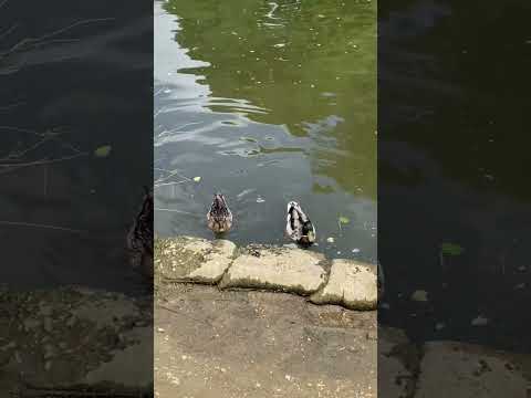 Cute Male And Female Ducks In A River #river #ducks #windsor