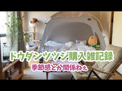 【半年ぶり】ドウダンツツジ購入と汚部屋の記録【茶トラ猫】