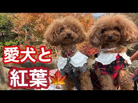 3歳になった愛犬と紅葉🍁