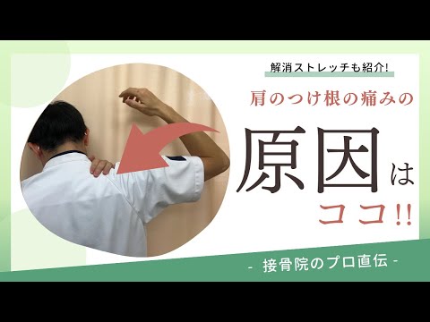 【肩のつけ根の痛み】何もしていないのに肩が痛い、肩を上げるとつけ根（肩甲骨上角）がつまっていて上がらない。そんな筋肉の凝りからくる肩の痛みが起こる方へのストレッチ！