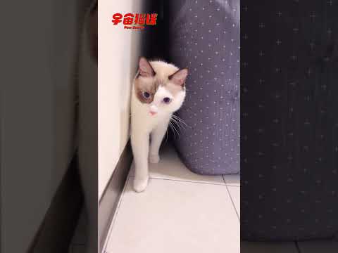 人類在忙的時候 貓咪總是比你還忙 #宇宙貓咪 #cat #shorts #shortstw