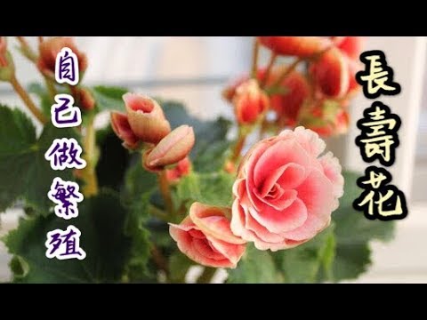 【天天小花農】長壽花根本不用買，學會這個方法一分鐘自己就能做繁殖